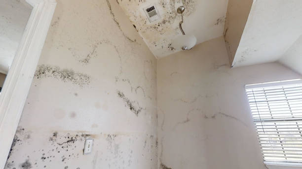 Best Commercial Mold Inspection  in Jacksonville, TX